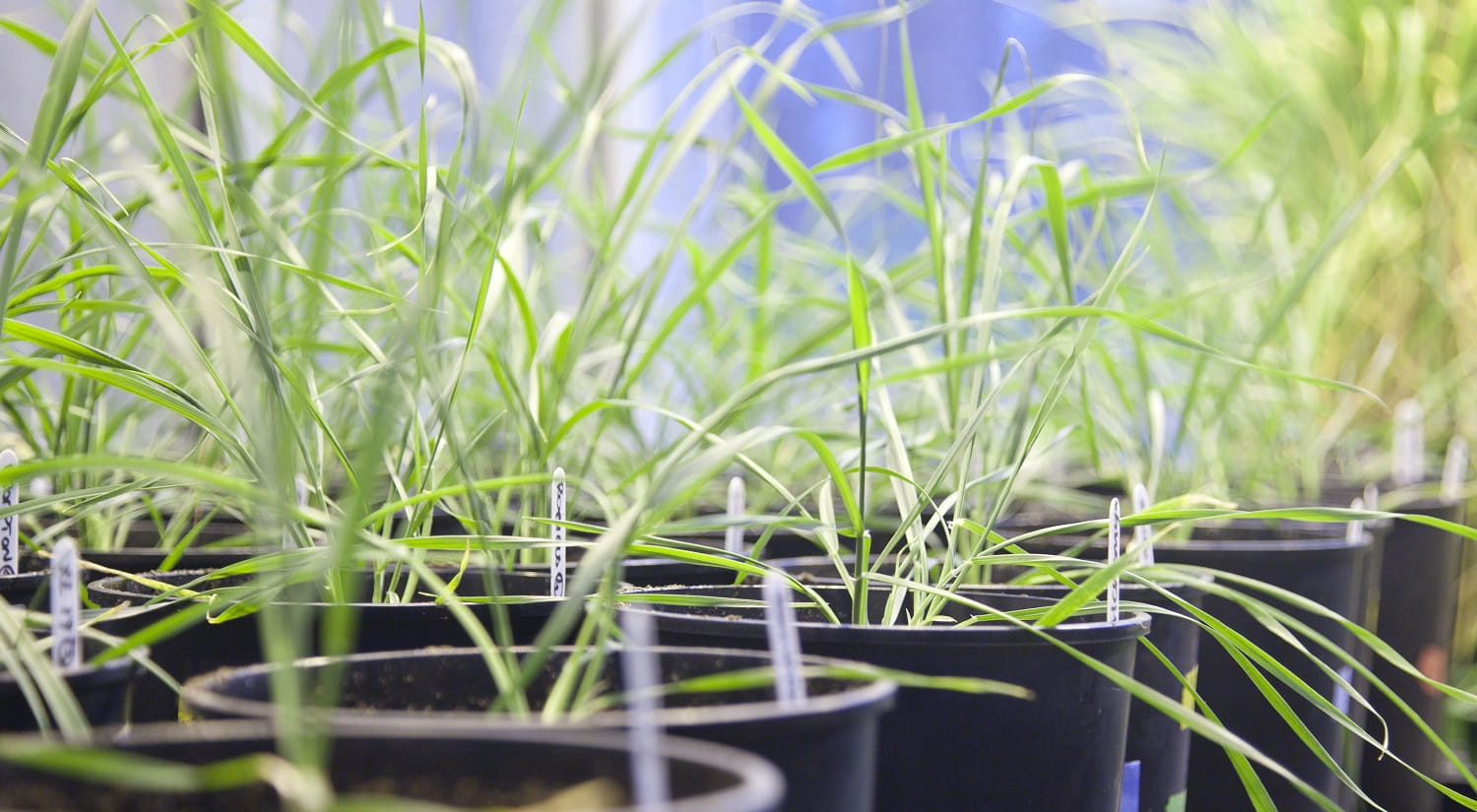 Close-up photo of a row of little green plants in black plastic pots.